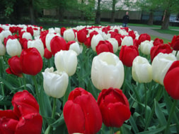 Keukenhof (77)